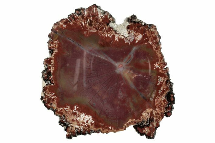 Colorful, Petrified Wood (Araucaria) Round - Arizona #272672